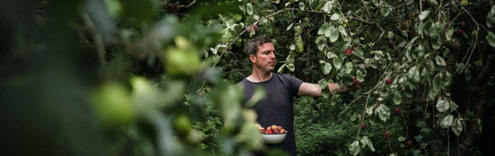 Gill picking plums in his garden
