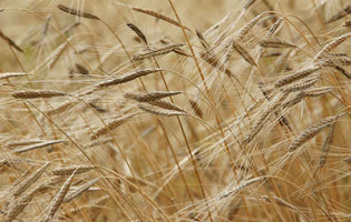 Can You Grow Your Own Grains?