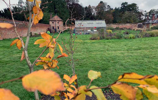January at Norfolk School of Gardening - Garden Maintenance