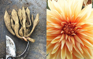 Our Essential Guide: How to Plant & Pot Up Dahlias