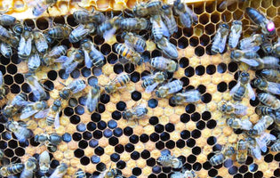 Encouraging Pollinators & Growing Cut Flowers for Future Seasons