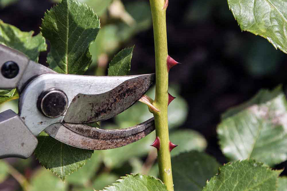 Quick Guide to Pruning Roses
