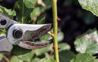 Quick Guide to Pruning Roses
