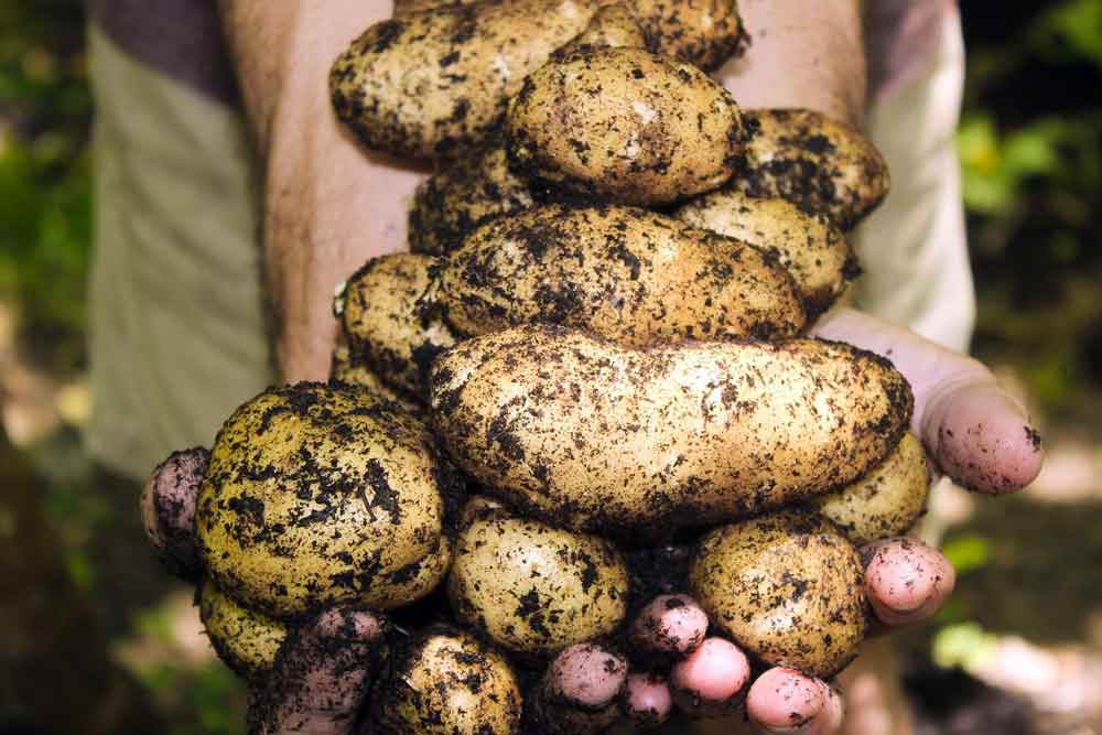 Our Essential Guide: How to Grow Potatoes