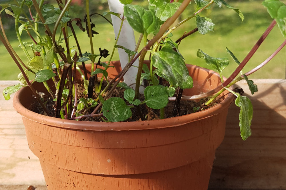 Hawkwell Herbology: Overwintering Herbs & Sage Butter Recipe