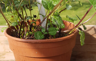 Hawkwell Herbology: Overwintering Herbs & Sage Butter Recipe