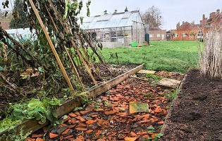 November at Norfolk School of Gardening - Courses in Horticulture