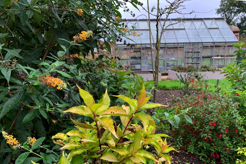November at Norfolk School of Gardening - Winter Colour Coming and Going