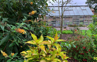November at Norfolk School of Gardening - Winter Colour Coming and Going