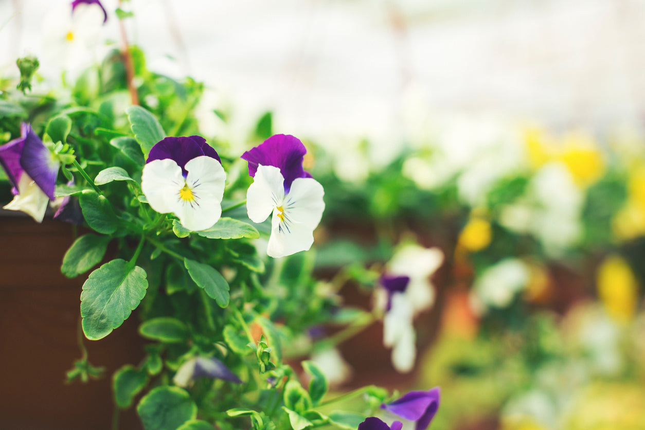 May Gardening Tips