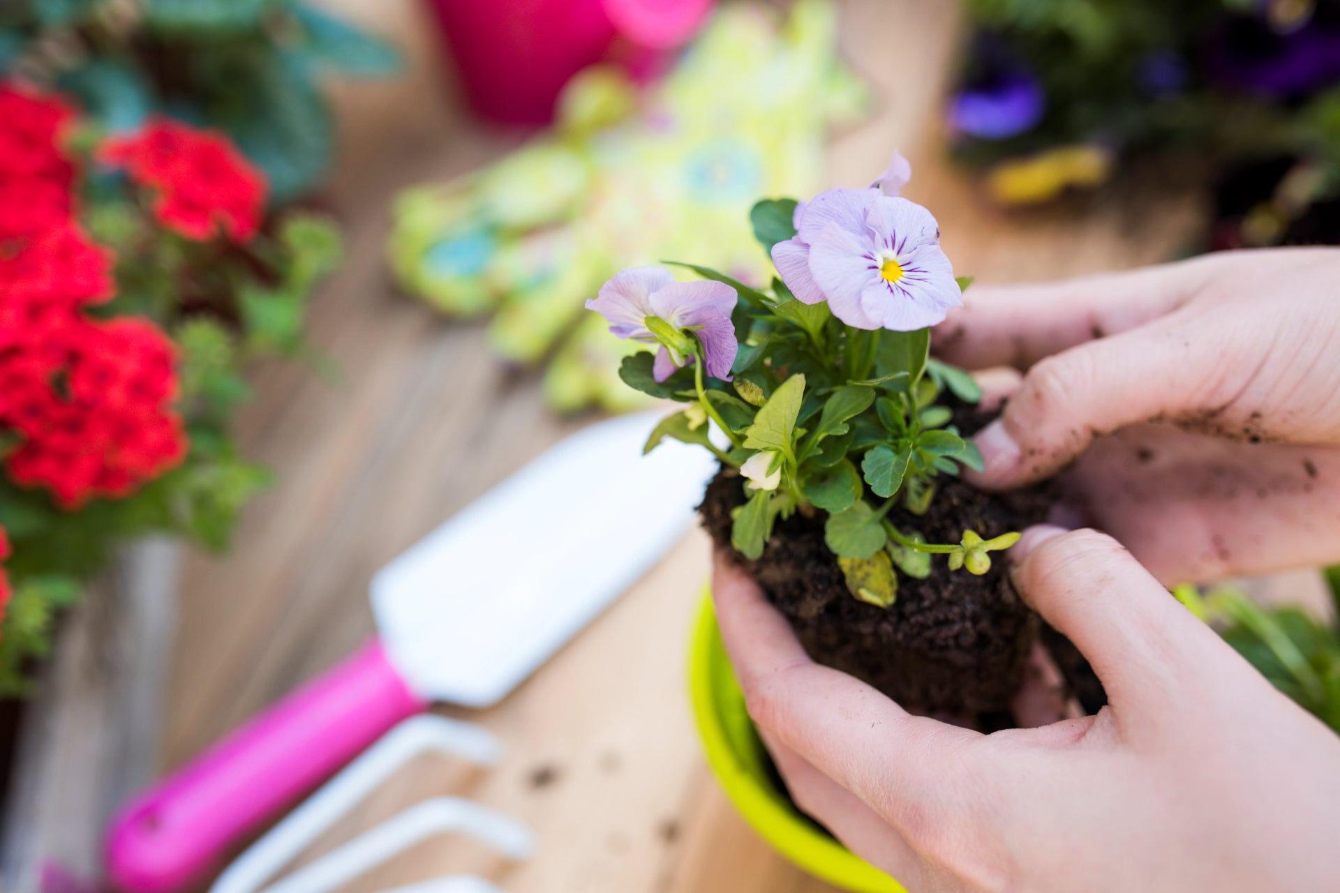 Springtime in the Flower Garden