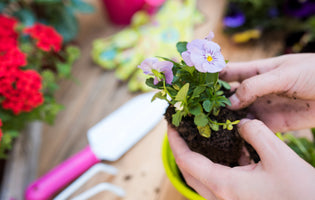 Springtime in the Flower Garden