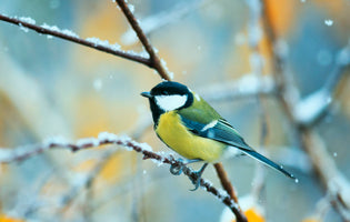 Winter in the Flower Garden
