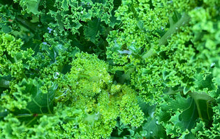 Kale for Christmas