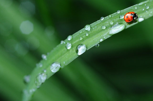 This week from Norfolk School of Gardening - Pests