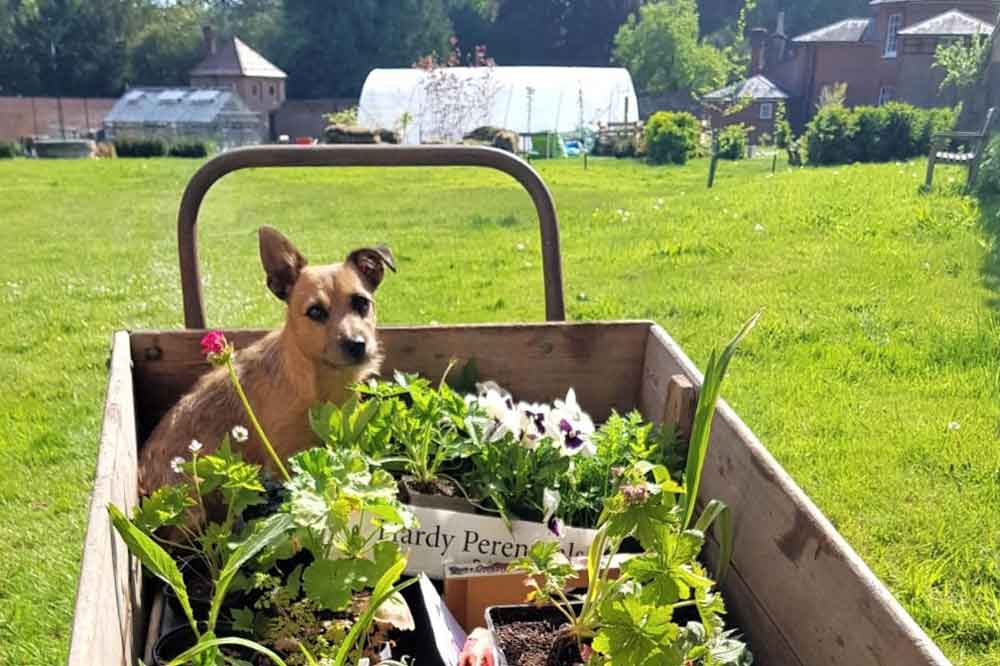 May at Norfolk School of Gardening - Impromptu Plant Nursery