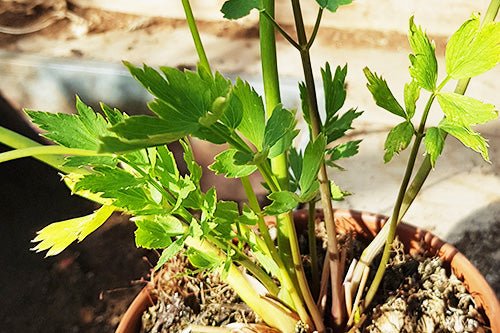 Hawkwell Herbology: Buying Potted Herbs