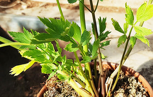 Hawkwell Herbology: Buying Potted Herbs