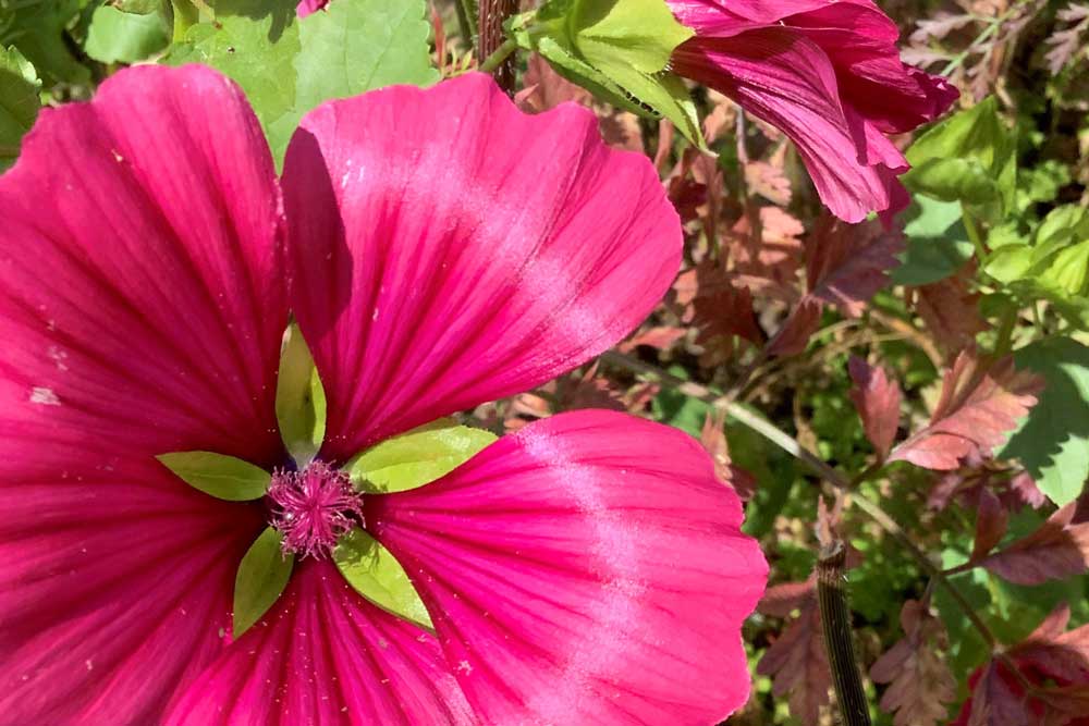 Flower Farmer's Blog: Midsummer Retrospective & Autumn Sowing