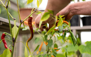 Our Essential Guide: How To Grow Chillies In A Greenhouse