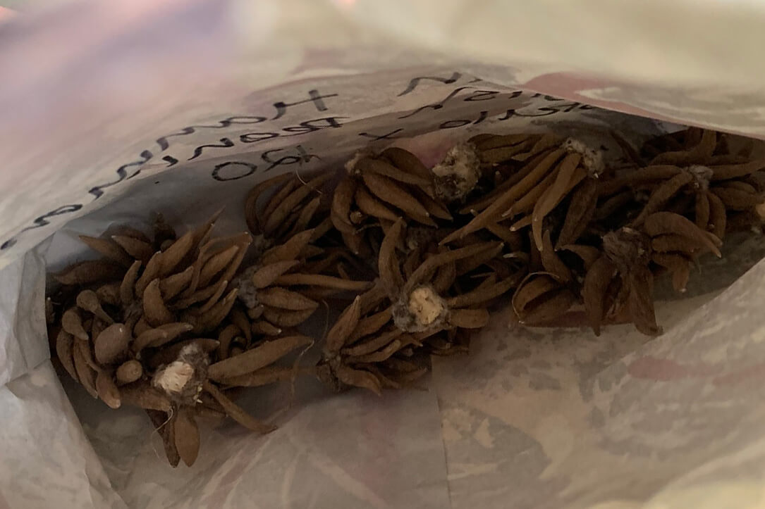 November at Norfolk School of Gardening - Seed Saving & Pruning