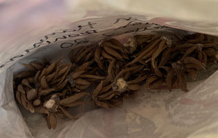 November at Norfolk School of Gardening - Seed Saving & Pruning
