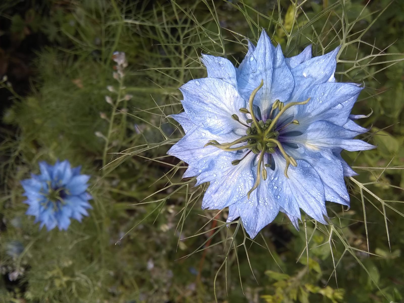 This Week From Norfolk School of Gardening - Rain
