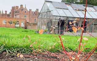January at Norfolk School of Gardening - Overwintering in the Greenhouse