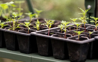 Seedlings in seed tray on shelf