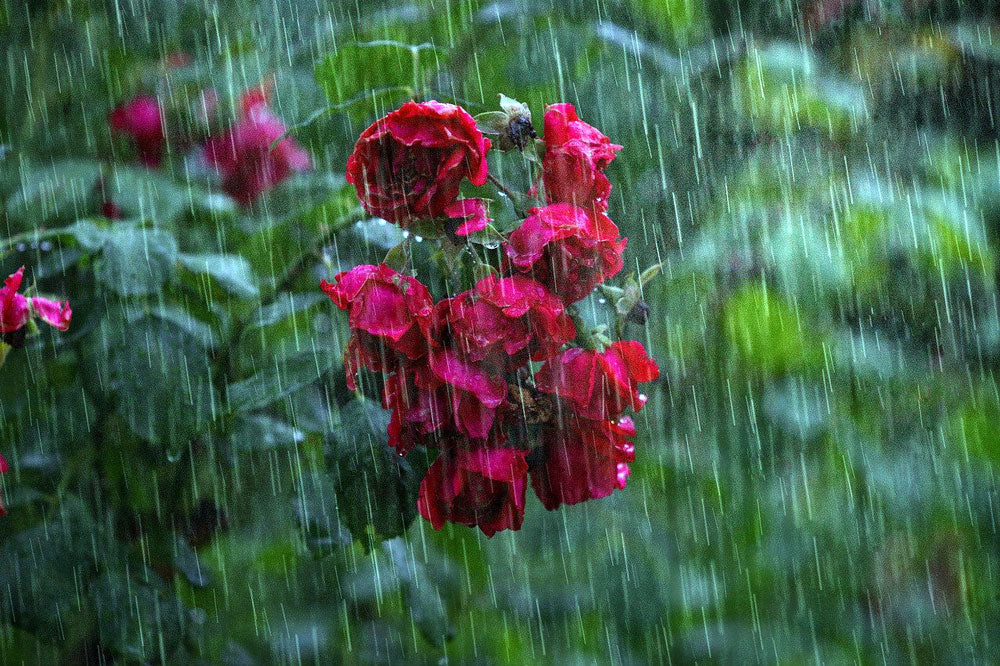 June at Norfolk School of Gardening - Rain Damaged Roses & Early Summer Gardening Jobs