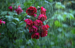 June at Norfolk School of Gardening - Rain Damaged Roses & Early Summer Gardening Jobs