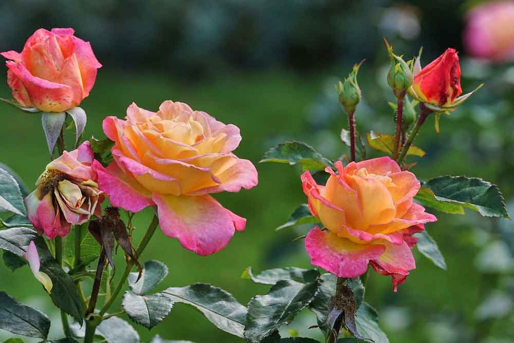 August at Norfolk School of Gardening - Year-Round Colour & Midsummer Gardens