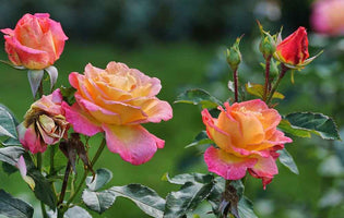 August at Norfolk School of Gardening - Year-Round Colour & Midsummer Gardens