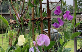 Flower Farmer's Blog: The Ideal Greenhouse Setup
