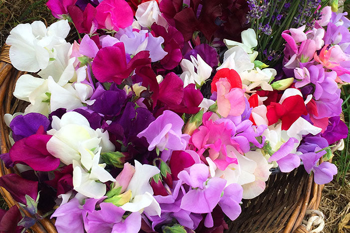 Sweet Pea Training (or Valentine's Day for Growers)