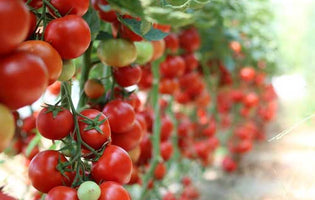 Bunch of tomatoes growing on the vine