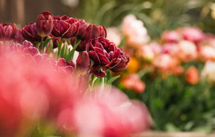 A selection of in flower plants