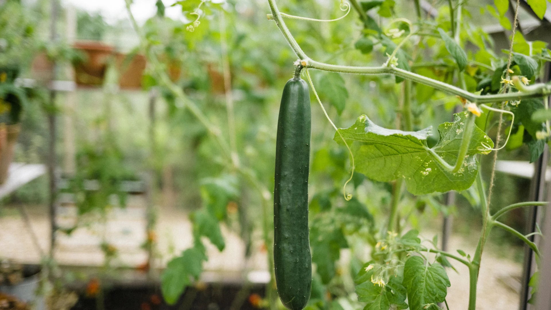 Cucumber handing on the vine
