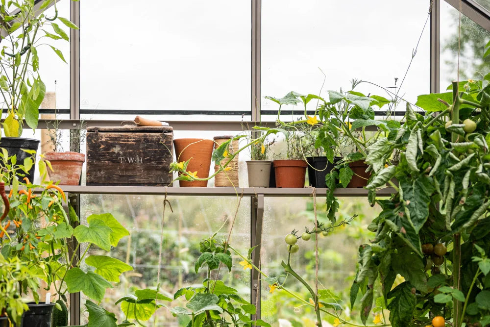 Rear slatted shelf with potted plants on it