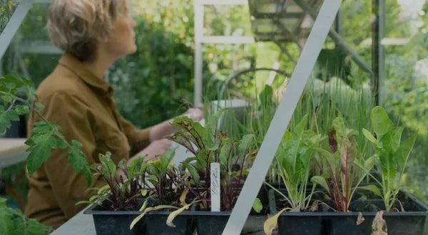 Lady working inside her greenhouse next to some seedlings 